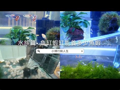 魚養幾隻|2024年魚缸養魚數量吉凶解析